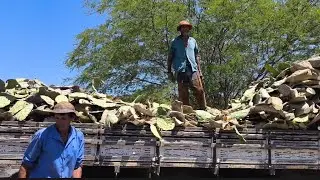 ELE FICO BRAVO FALARO PRA  HERMANO QUE ELE PODE PERDER APOSENTADORIA PORQUE AINDA TRABALHA Q N JOVEM
