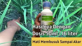 Mari kita amati gulma apa saja yang mati!!!! Dari herbisida Novlect
