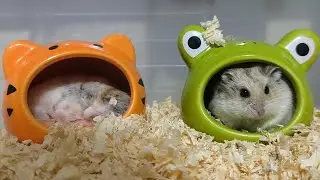Hamster Maze LIVE: Watch This Tiny Explorer Conquer the Obstacles! 🐹🏁