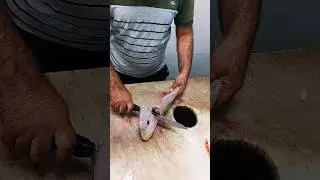 Porgy Fish Clean & Cutting