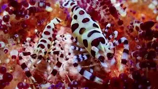 DIVING ANILAO, PHILIPPINES - DEC 2015 4K
