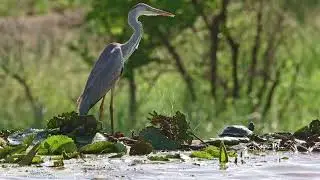 Grey Heron & Serrated hinged terrapin - Kruger National Park (4k)