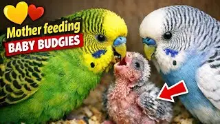 A sweet and rare moment of a mother budgie feeding her baby ❤️🐦 #budgies #baby 