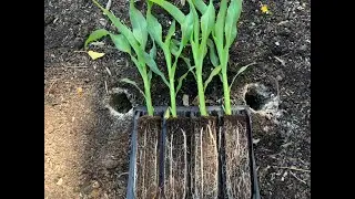 No:139 Planting out Sweetcorn and mycorrhizal fungi tips.