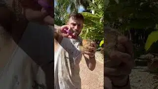 I ❤️ coconuts 🥥 #coconut #cup #diy #shorts