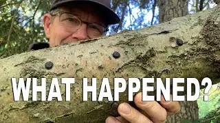 Mushroom Log Fail