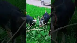 tapri goat #goat #khamori #taprigoat #islamabad #goatfarming #goatfarm