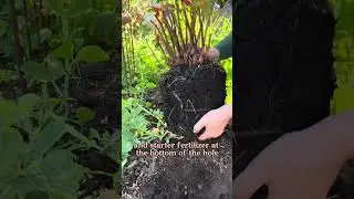 Grow Giant Itoh Peony Blooms in Mild Climates