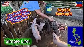 Retired Expat Gives A Tour Of A Pig Farm In The Philippines! Simple Province Life!