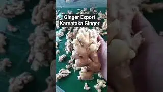 Karnataka Ginger Fresh & export-quality ginger #wholesalemarket #farming #exportquality #agriculture