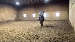 Looking For Ginny - Adoptable Thoroughbred filly located at our New York Facility