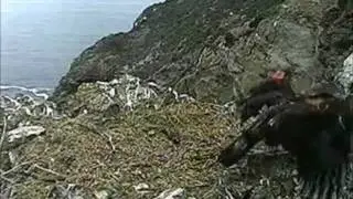 Two Harbors Eagles .. Catalina Island, CA .. 6-23-11 .. K18's Fledge Day!!!