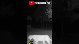 another mountain lion sighting in the backyard #mountainlion #wildlife #nighttimewildlife