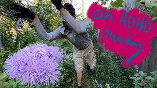 An ADHD powered Sunday rant on mistflowers ☘️