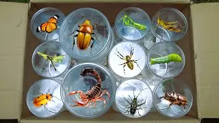 Unboxing insect: Scorpion, Beetle, Dragonfly, Mantis, Cotton bug, Spider, Grasshopper, Mantis, Frog