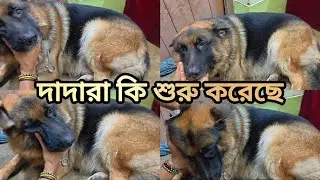 দাদারা কি শুরু করেছে 🙄 || German Shepherd ear cleaner 😊 || dog video 
