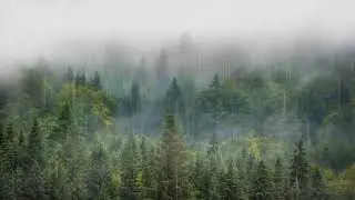 Rain in a Pine Forest: The Fresh Scent of Wet Wood & Soothing Drizzles
