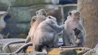 Amari troop relaxing and grooming for each other