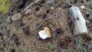 Boletus edulis & Boletus pinicola 2015 [HD]