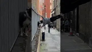 Parkour dog in London #dog #bordercollie #parkour
