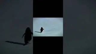 but why...? #penguin #trending #viralvideo