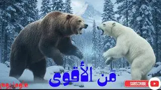 أقوى الدببة في العالم… مقارنة بين الأسود والبني والقطبي