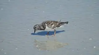 Strandvogel