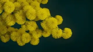 Flora &ndash; Golden Wattle