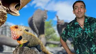 Des Animaux vivent dans ce MAGNIFIQUE TEMPLE