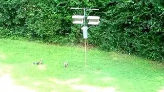 Hawk Attacking A Squirrel