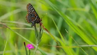 Butterfly Count 2014 - Oakland County, Michigan