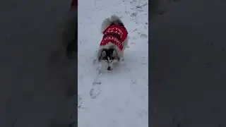 Adult pomsky loves the snow fluffy cute Santa&rsquo;s helper F2 50/50 www.brooksidepomsky.com
