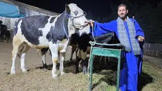 سلالات التسمين أبطال التحويل العالي بمزرعة المعلم شريف صباح اعلي معدل تحويل اعلي سلالات