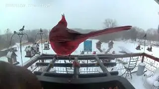 SNOW STORM 2026 LONESTAR RANCH HOMESTEAD / MARK TWAIN NATIONAL FOREST  #subscribe #share #like 