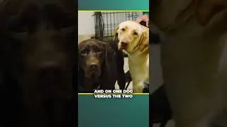 Why Training Sibling Puppies Separately is a Total Game Changer! #dogshorts #dogtraining