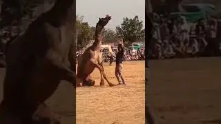 भारतीय संस्कृति की शान | ऊंट मेला का सबसे प्रसिद्ध डांसIndiaPride #DesiPride #CulturalPride #IndianP