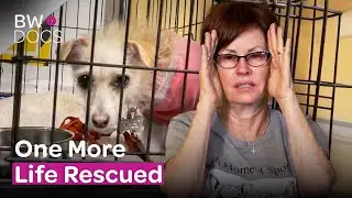From Nails to Tails: Diana's Dog Rescue Mission | Rescue Me a Home 4 Spot | Full Documentary