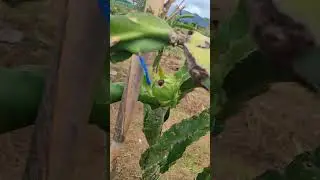 #dragonfruit Producción 2025-2026