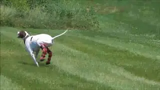 Logan the English Pointer with custom My Pet's Hock Braces
