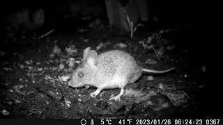 Coolife trail camera