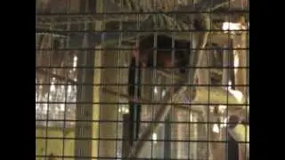 2011 Jambo Junction - Lemurs