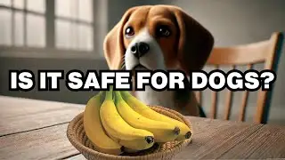 Can Dogs Eat Bananas? Explained