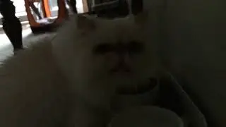 When obi eats susly