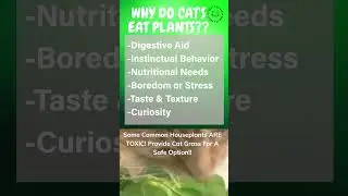 Are Your Cats Eating Your Plants? 😹 Here's Why!? 🍃 #shorts #funnycats #cutecat #funnycatvideos