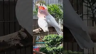 Major Mitchell's Cockatoo in Breeding Activities #majormitchellcockatoo #australianparrots