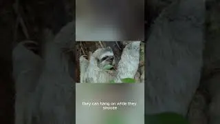 Fun Facts about Sloths 🦥❤️ #animals #sloth #education #learning