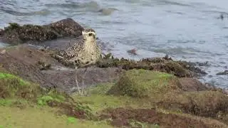 Birding in Singapore - Marina East, Wildlife Singapore.