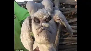Billy goat's rough: 'Demon' baby goat is born with human-like features  in Argentina