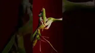 Mantis. #mantis #macro #insects #animals #color