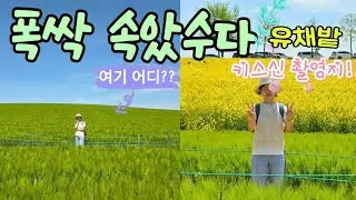 [4K]🌿폭삭속았수다🌿유채꽃밭🌼촬영지|청보리밭🌱축제|청보리🌿와유채꽃🌼의향연